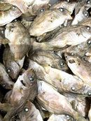 【(No.167鯛煮干/500g】国産　業務用　いりこの日割引対象外商品