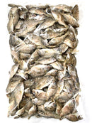 【(No.167鯛煮干/500g】国産　業務用　いりこの日割引対象外商品