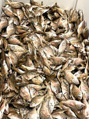 【(No.163)鯛煮干/80g】国産